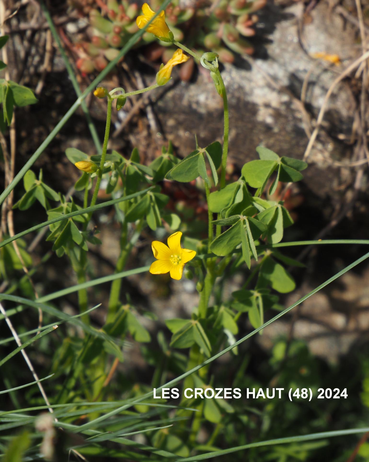 Sorrel, Upright yellow